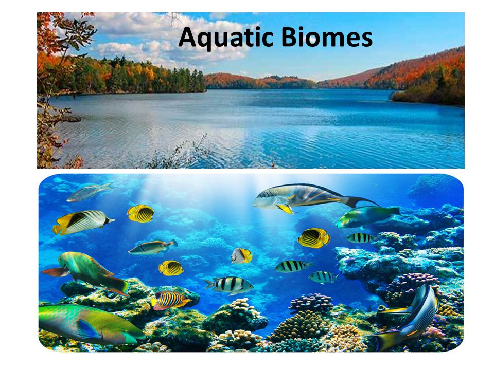 Biomes of the World :: Aquatic